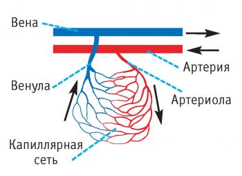 Геморрагический васкулит у детей: причины, симптомы и лечение