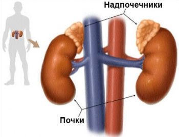 Гормонально-активные опухоли надпочечников: кортикостерома, андростерома и кортикоэстрома
