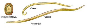 аскаридоз у детей