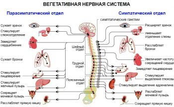 Вегето-сосудистая дистония у детей: симптомы, диагностика и лечение