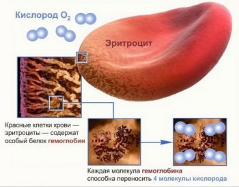 Препараты для повышения гемоглобина в крови: обзор средств