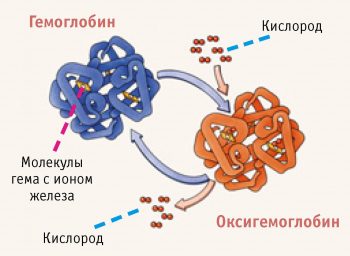 Препараты для повышения гемоглобина в крови: обзор средств