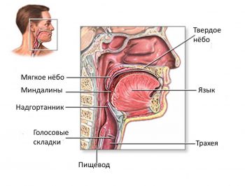 Трахеит у детей: симптомы и лечение