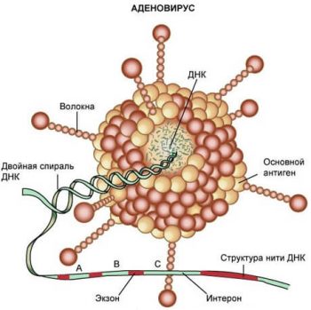 Аденовирусная инфекция у детей: симптомы и лечение