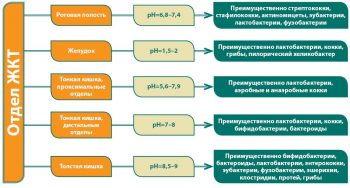 Пребиотики