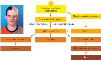 меланин в организме человека