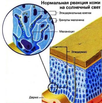 меланин в организме человека