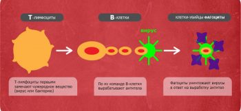 Кожа человека: функции, строение, интересные факты