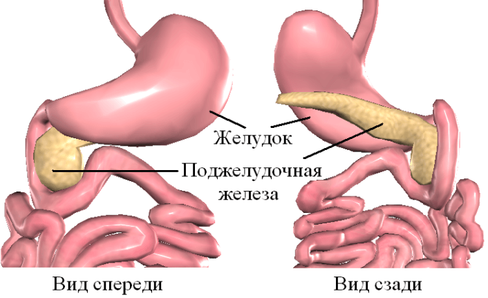 Давит желудок. Желудок и поджелудочная железа. Расположение желудка и поджелудочной. Желудок и поджелудочная железа расположение. Поджелудочная железа новорожденного.