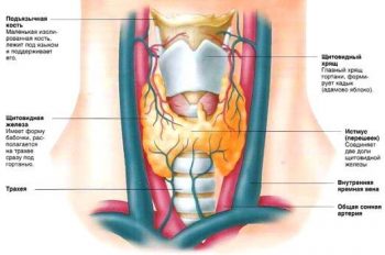 Первые симптомы проблем с щитовидной железой