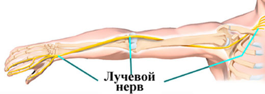 лучевой нерв