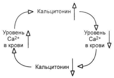 Схема синтеза паратгормона