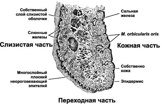 Губа ребенка препарат гистология рисунок с подписями