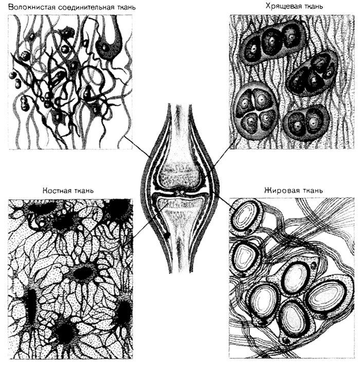 Соединительная ткань рисунок