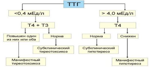 тиреотропный гормон гипофиза