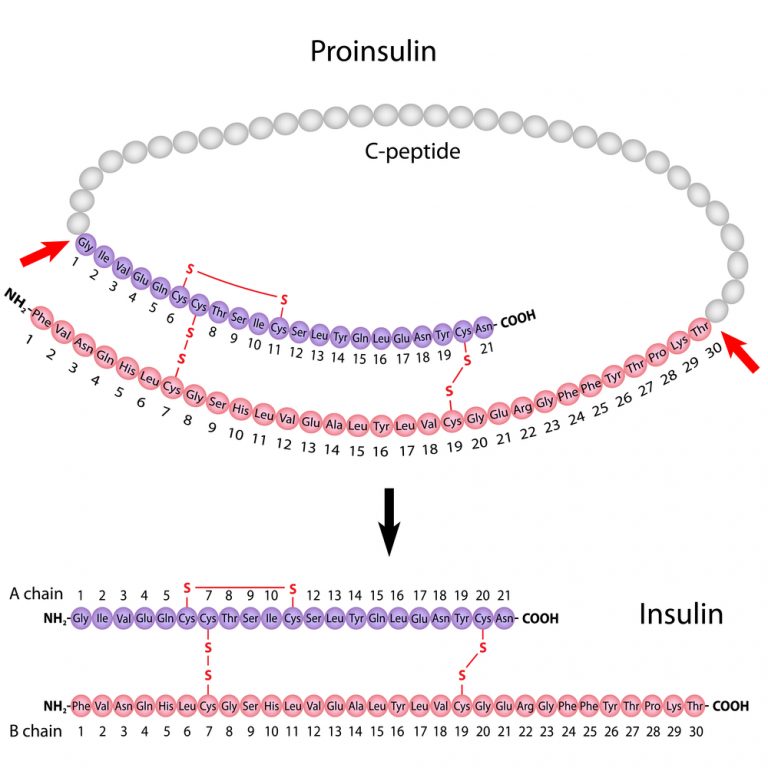 С пептид что показывает. Проинсулин инсулин. Проинсулин с-пептид. С пептид и инсулин. Строение проинсулина.