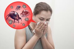 Аллергия на пыль и пути решения этой проблемы