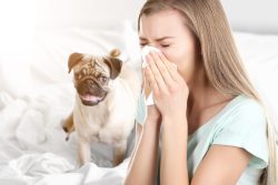 Топ-9 аллергенов в нашем доме – как предотвратить аллергическою реакцию
