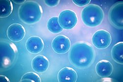 Стволовые клетки: победа над болезнями и продление молодости, мифы и факты