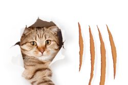 Болезнь кошачьих царапин: симптомы и лечение