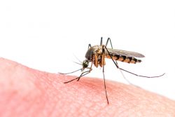 Малярия – симптомы, лечение и профилактика