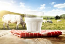 Чем можно заразиться от молока?