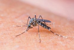Чем можно заразиться от насекомых: клещи, клопы, мухи, москиты