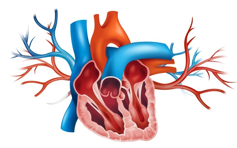 Является ли пролапс митрального клапана пороком сердца