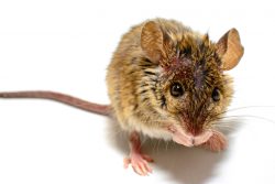 Чем можно заразиться от мышей и крыс? Болезни, передающиеся человеку от грызунов