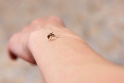 Чем можно заразиться от комаров
