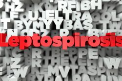Лептоспироз у человека: симптомы и лечение