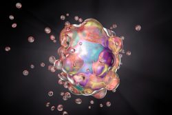 Апоптоз клетки: биологическая роль, механизм